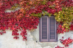 Decor Tips: how to Train your Climbing Plants