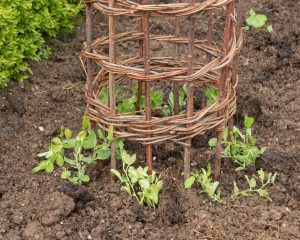 There are many different types of support to help you train your climbing plants.