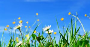 How to Rid Your Garden of Weeds