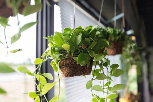 Windows hanging plant