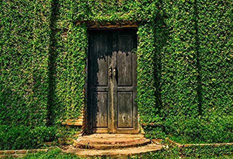Ideas to Decorate your House with Ivy
