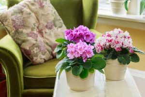 Autumn Garden: 3 Ideal Plants to Bring Autumn to Life