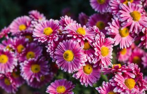 Chrysanthemums are a great option for an autumn garden.