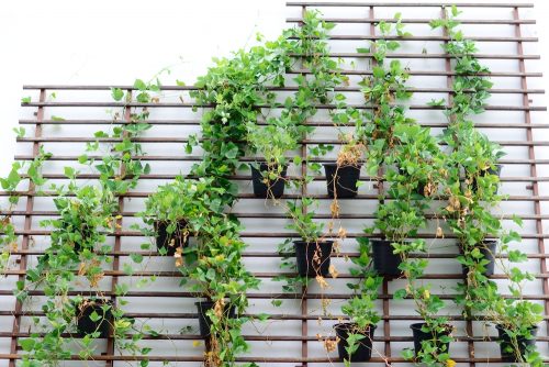 Use creepers and indoor climbing plants for a botanical decor