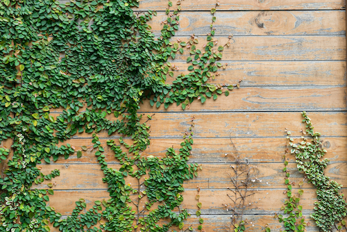Plants can help you create the perfect deck.