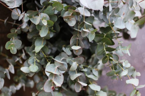 Bursts of Freshness with Eucalyptus