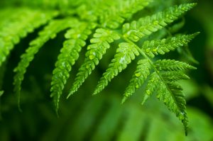 Using the leaves from ferns can be other decorating option.