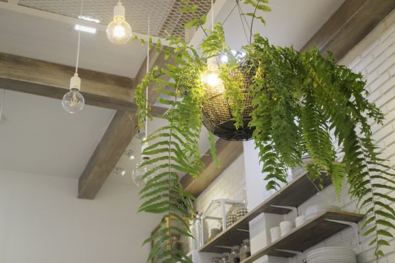 Decorate With Ferns: How to Use these Plants in your Home
