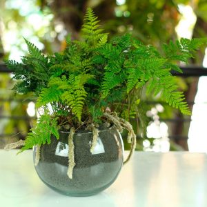 Ferns give a green pop to corners.