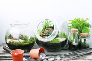 Glass terrariums are a good option for decorative terrariums.