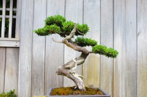 Bonsai trees are well known for the beauty of their trunks.