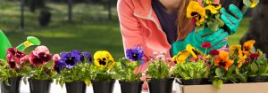 Pansies are a good option for an autumn garden.