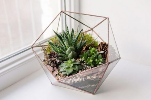 Decorative Terrariums: 5 Types for your Home