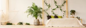 The Best Plants to Grow in Dry Climates
