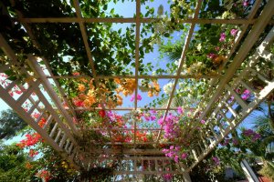trellis flowers