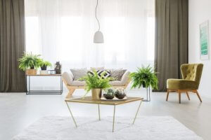 Ferns: A New and Exciting Decorating Trend