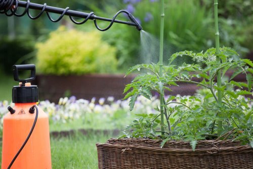 You may need to use pesticides when caring for your garden in summertime to avoid plagues and diseases