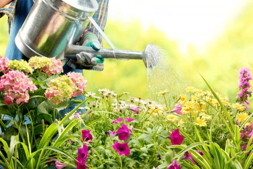 Make sure you water at the start or the end of the day when caring for your garden in summertime