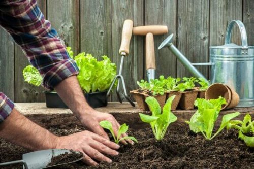 Vegetable gardening at home.