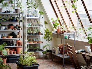 A wall with aromatic herbs.