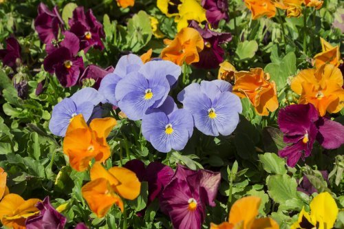 4 Great Ways You Can Use Dead Flowers