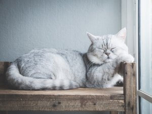 Reuse Old Furniture for your Pets