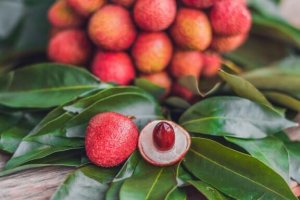 Tropical Plants: Care and Uses in Decor
