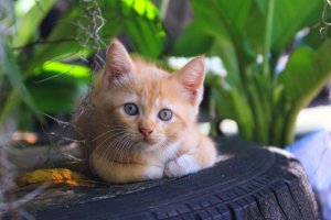How to Make a Pet Bed out of an Old Tire