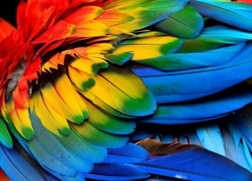 5 Decorative Feather Crafts