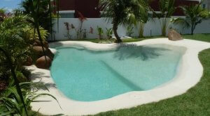 palm tree near pool