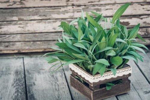 Planting Sage in Your Garden: Care and Uses