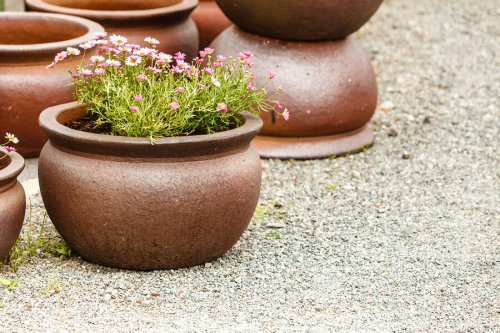 Clay pots are a great option for indoor and outdoor pot plants.