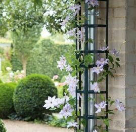 A trellis covers a metal downpipe and has jasmine growing over it