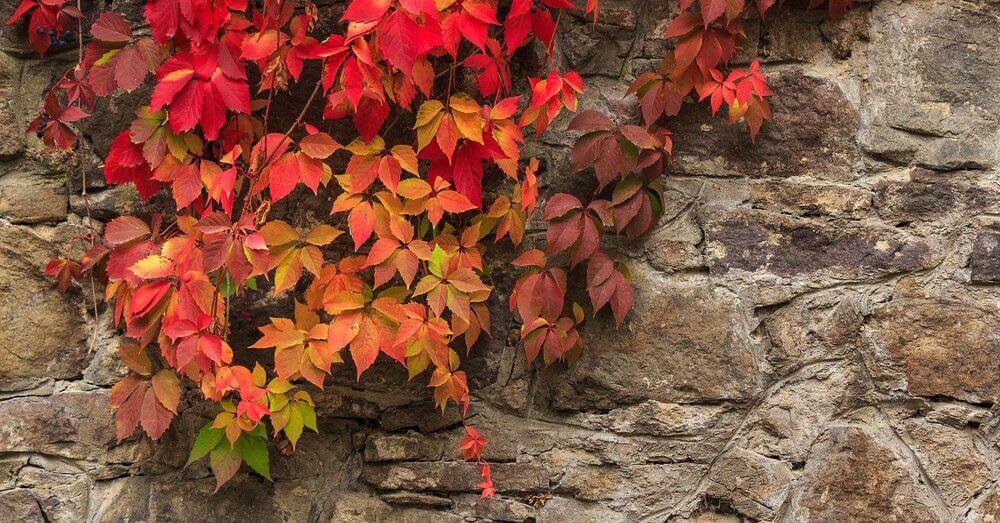 climbing plants boston ivy