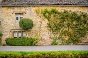 Types of Climbing Plants for Your Garden