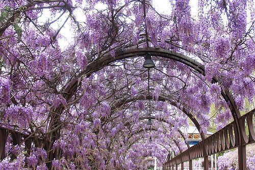 climbing plant wisteria