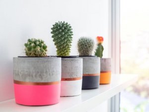 Concrete flower pots and flower beds with cacti in them.