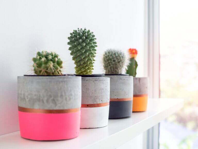 Concrete pots with cacti.