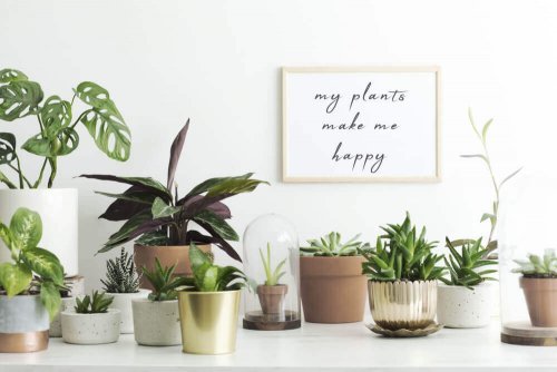 Indoor plants are another accessory.