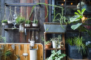 Set Up a Gorgeous Vertical Garden