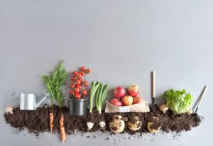 6 Tips for Starting a Balcony Garden
