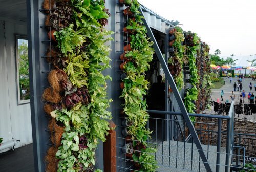 hanging garden tips