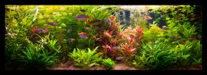 Home Aquarium Tips