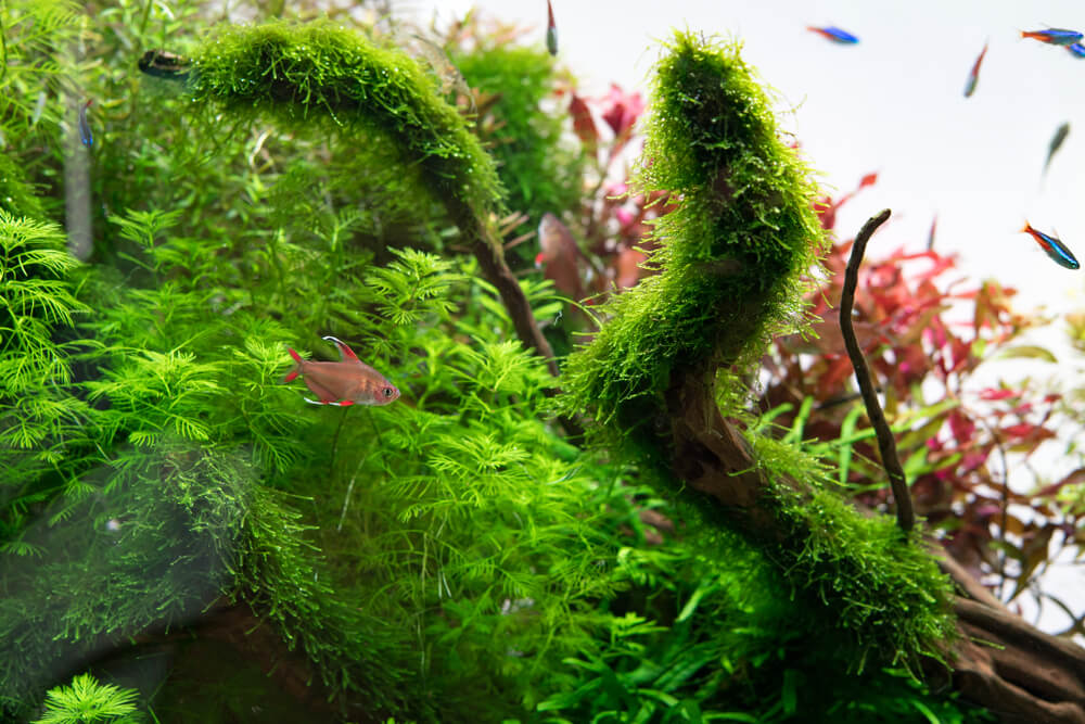 home aquarium ground