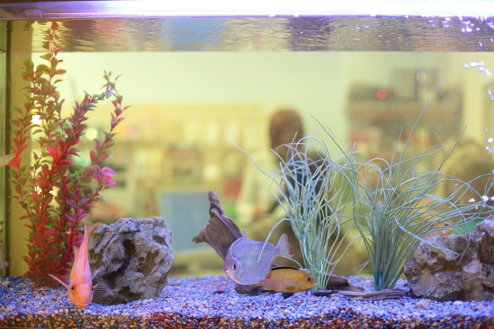 home aquarium tips