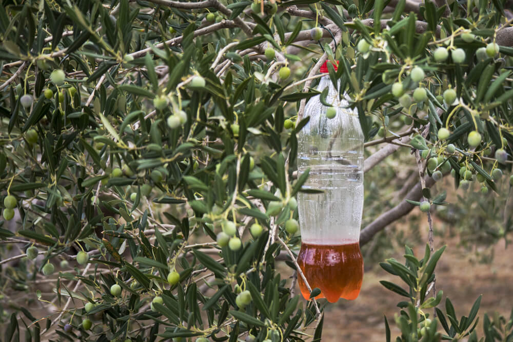 homemade fly trap sugar water