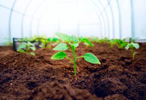 온실: 우리의 식물을 위한 따뜻한 보금자리 04