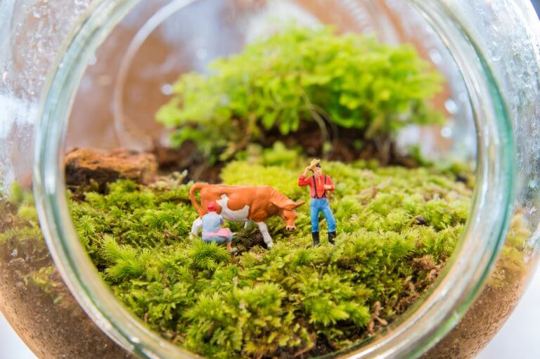 5 Miniature Garden Ideas You'll Love