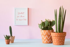Cacti in clay pots.