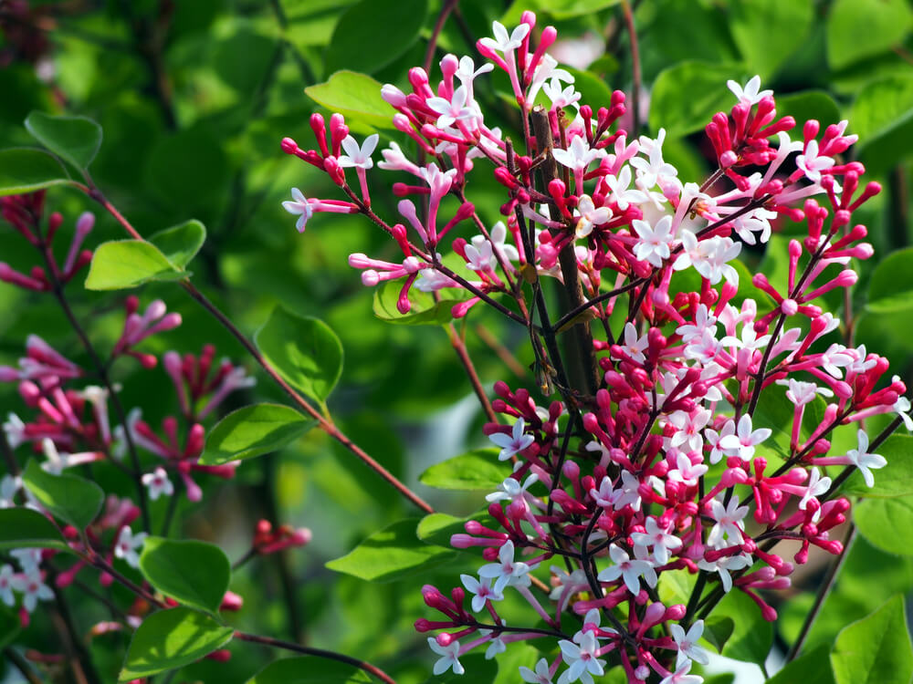 yard bonsai trees types lilac